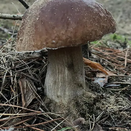 Dom Lesny Z Sauna Poddebie
